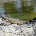 iguana_green_tf_gc_h_0038_cay0955.jpg